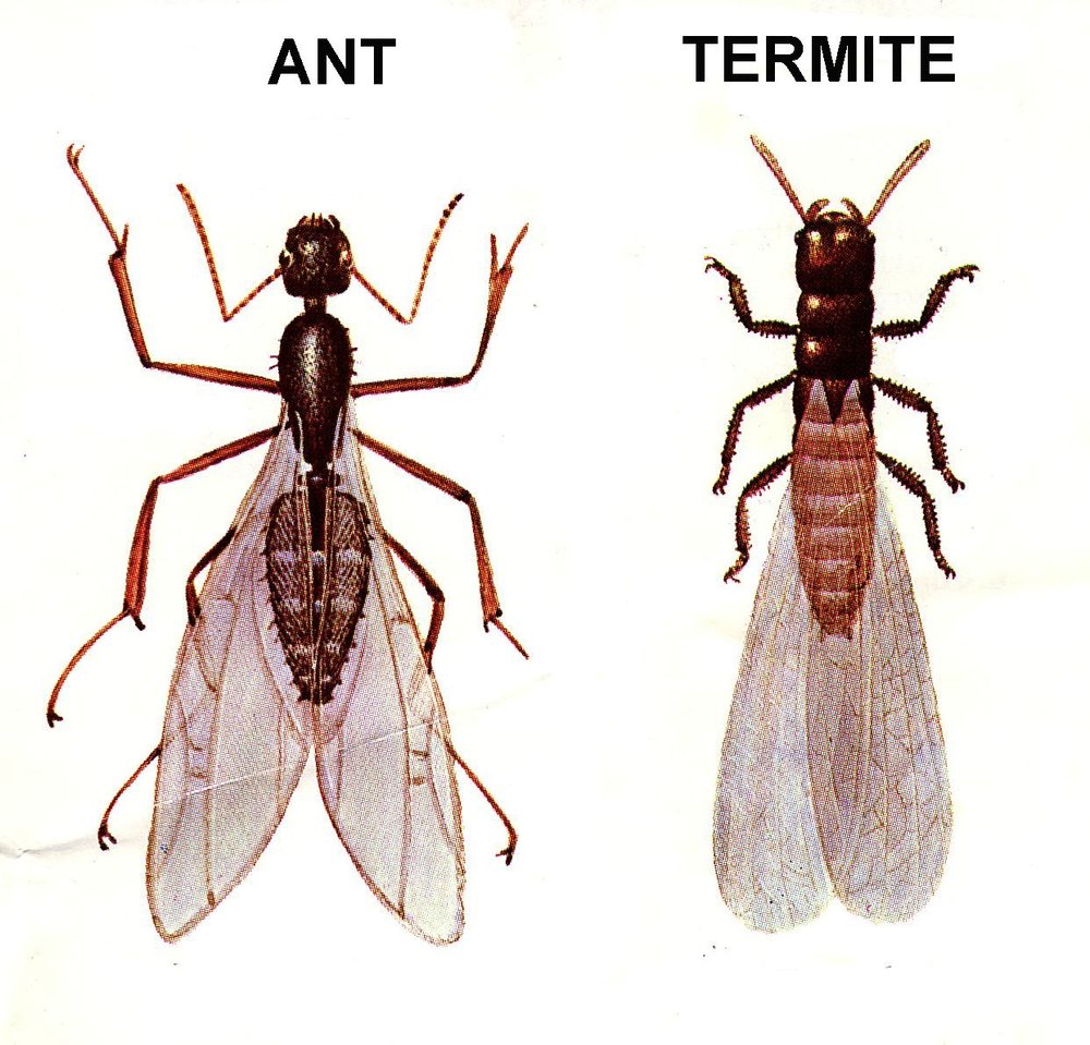 Blog-Termites-5e8b8c54ca7b8