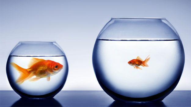 Boutique firms